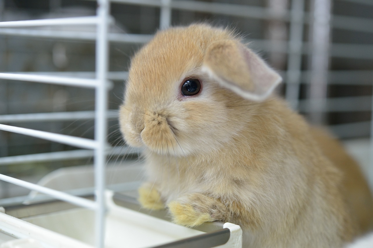 うさぎハート Amazon.co.jp: NICI ぬいぐるみ ラブバニー&ハート 13cm ニキ