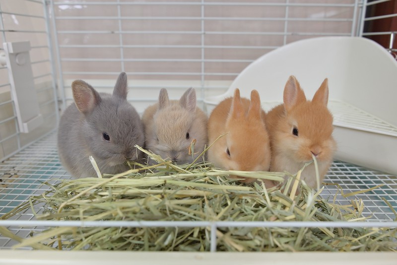 ネザーランドドワーフ No.1318