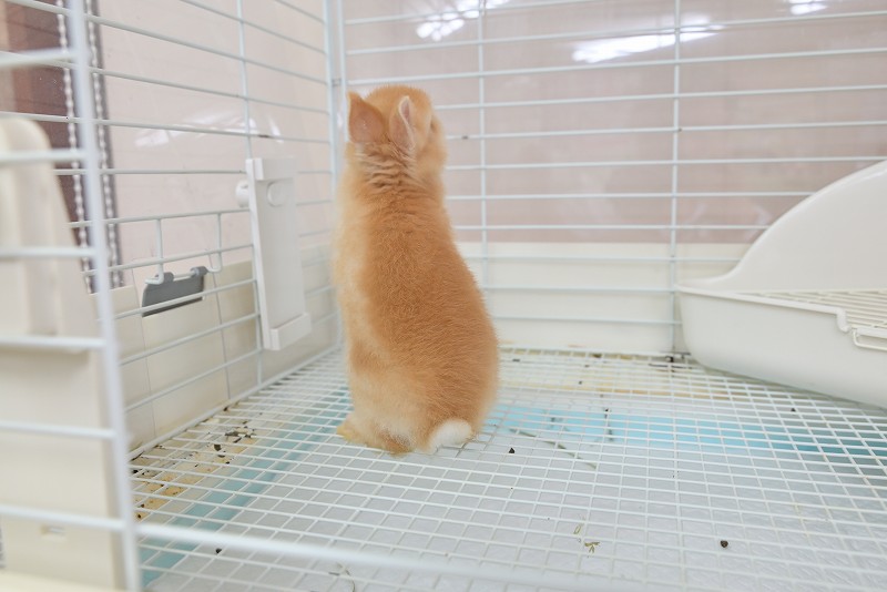 ネザーランドドワーフ No.1318