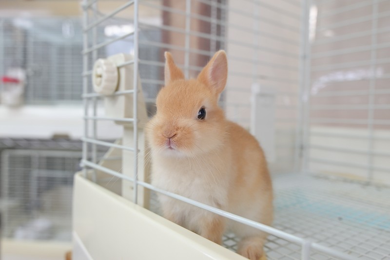 ネザーランドドワーフ No.1318