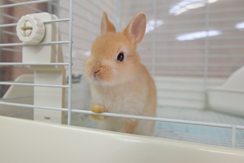 ネザーランドドワーフ No.1318