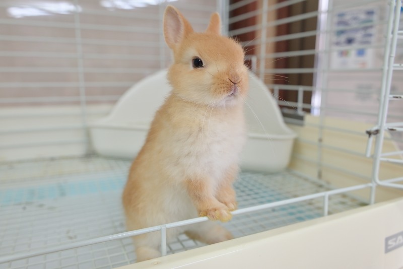 ネザーランドドワーフ No.1318