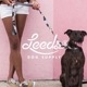 �ɥå��ϡ��ͥ� ���ѥϡ��ͥ� Leeds Dog Supply �꡼���ɥå����ץ饤 LUCKY STEP IN HARNESS  S������ ��������Ź������