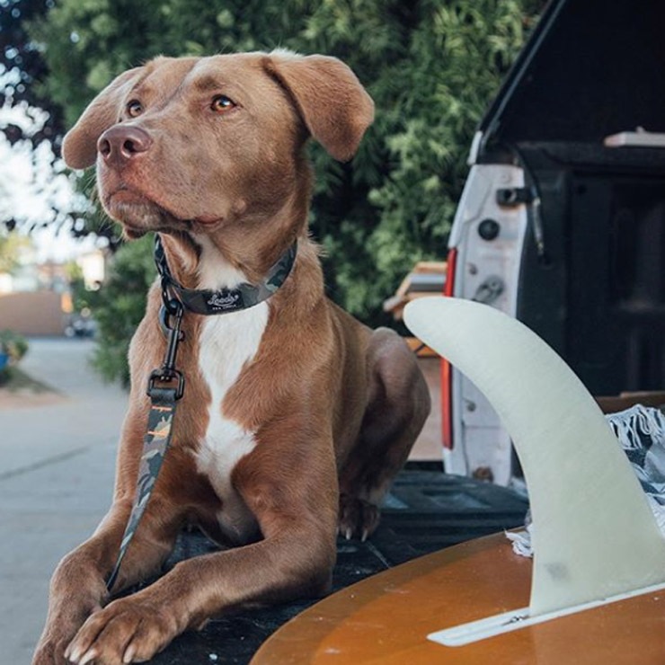 ������̵���� Leeds Dog Supply �꡼���ɥå����ץ饤 HANK STEP IN HARNESS �ɥå��ϡ��ͥ� S������