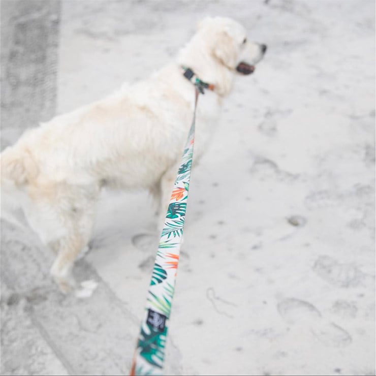 ̵ Leeds Dog Supply ꡼ɥåץ饤 TROPICANA STEP IN HARNESS ɥåϡͥ S