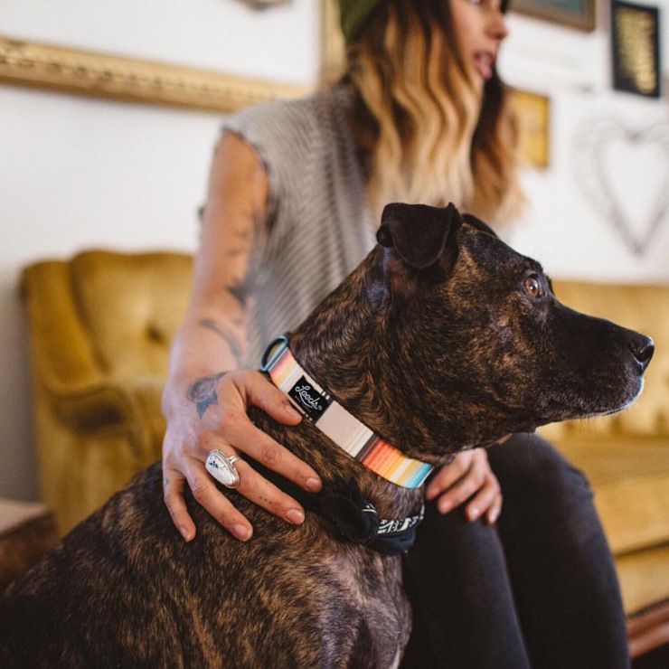 ������̵���� Leeds Dog Supply �꡼���ɥå����ץ饤 CALAFIA STEP IN HARNESS �ɥå��ϡ��ͥ� S������