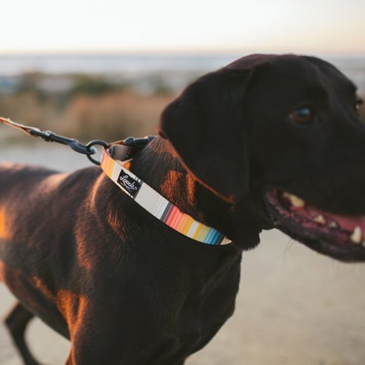 ������̵���� Leeds Dog Supply �꡼���ɥå����ץ饤 CALAFIA STEP IN HARNESS �ɥå��ϡ��ͥ� S������