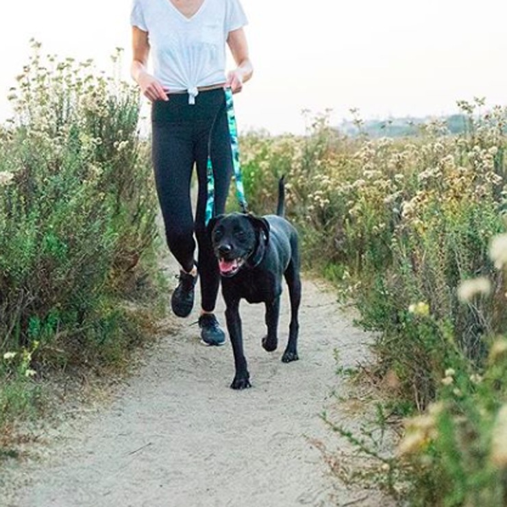 [クリックポスト対応] Leeds Dog Supply リーズドッグサプライ Lead リード OASIS Mサイズ NEW