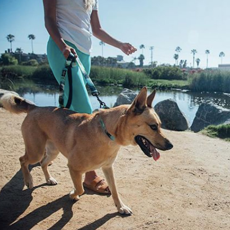 [クリックポスト対応] Leeds Dog Supply リーズドッグサプライ Lead リード OASIS Mサイズ NEW