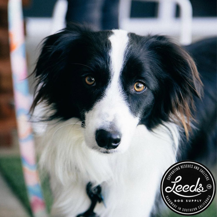 ������̵����Leeds Dog Supply �꡼���ɥå����ץ饤 POOL PARTY STEP IN HARNESS �ɥå��ϡ��ͥ� ���ѥϡ��ͥ� M������