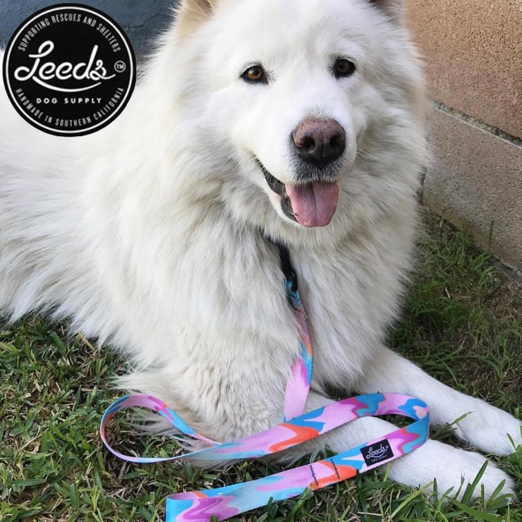 ������̵����Leeds Dog Supply �꡼���ɥå����ץ饤 POOL PARTY STEP IN HARNESS �ɥå��ϡ��ͥ� ���ѥϡ��ͥ� M������
