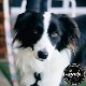 ������̵����Leeds Dog Supply �꡼���ɥå����ץ饤 POOL PARTY STEP IN HARNESS �ɥå��ϡ��ͥ� ���ѥϡ��ͥ� M������