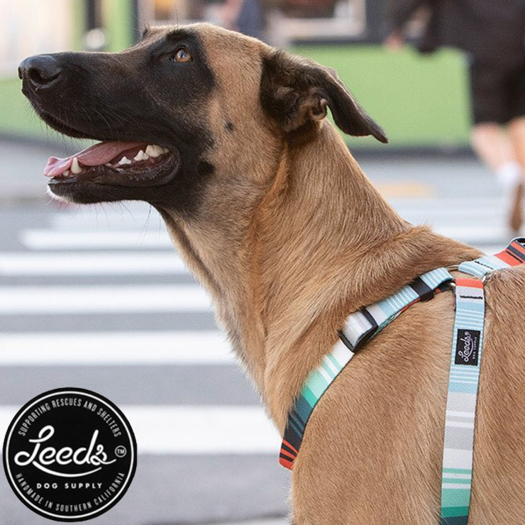 Leeds Dog Supply リーズドッグサプライ LOMA STEP IN HARNESS ドッグハーネス Sサイズ 首輪 犬用 Leeds Dog Supply リーズドッグサプライ BODHI COLLAR M