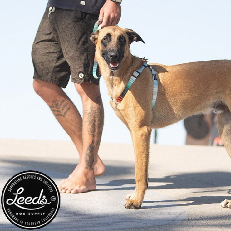 Leeds Dog Supply �꡼���ɥå����ץ饤 COLLOR ���� BIRMINGHAM L������