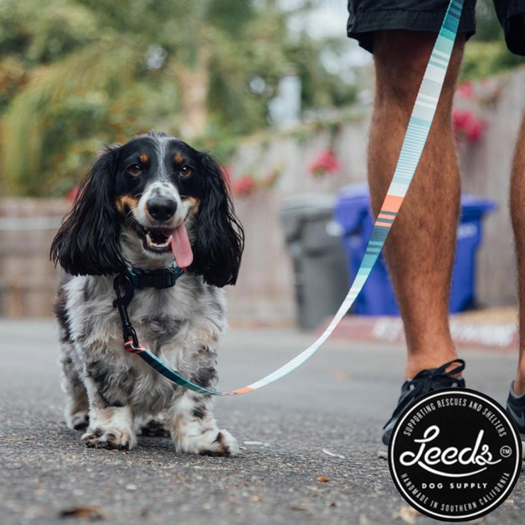 Leeds Dog Supply �꡼���ɥå����ץ饤 COLLOR ���� BIRMINGHAM L������