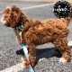 Leeds Dog Supply �꡼���ɥå����ץ饤 COLLOR ���� BIRMINGHAM L������