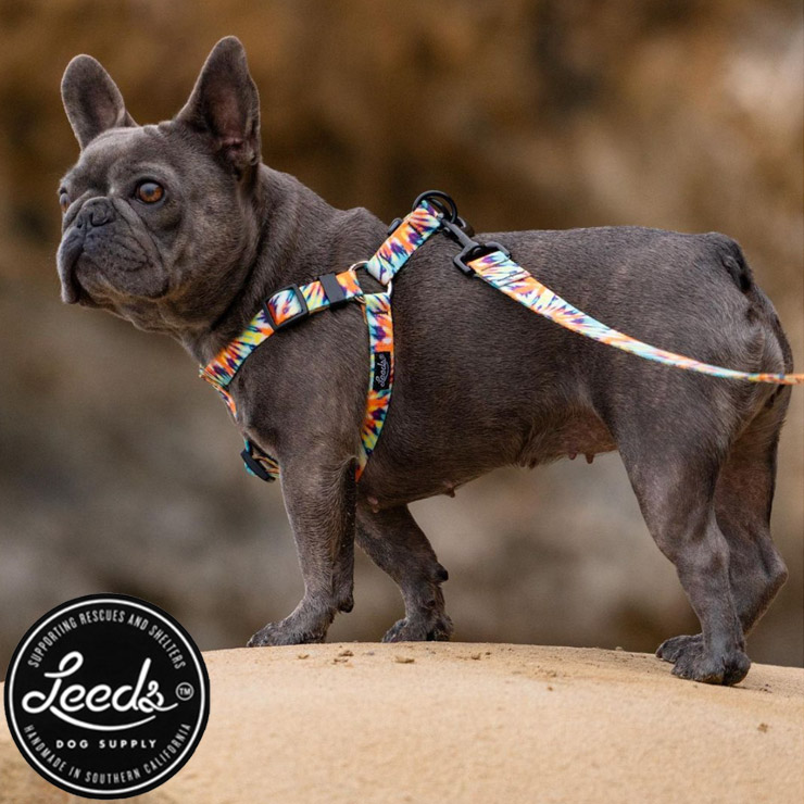 ������̵����Leeds Dog Supply �꡼���ɥå����ץ饤 ASHBURY STEP IN HARNESS �ɥå��ϡ��ͥ� ���ѥϡ��ͥ� S������