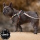������̵����Leeds Dog Supply �꡼���ɥå����ץ饤 ASHBURY STEP IN HARNESS �ɥå��ϡ��ͥ� ���ѥϡ��ͥ� S������