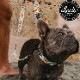 ������̵����Leeds Dog Supply �꡼���ɥå����ץ饤 ASHBURY STEP IN HARNESS �ɥå��ϡ��ͥ� ���ѥϡ��ͥ� S������