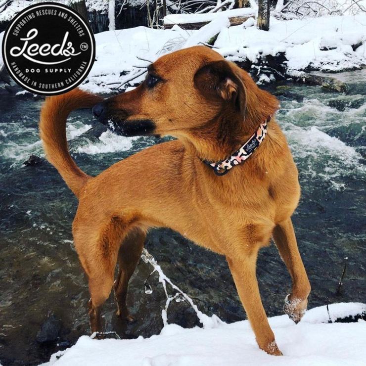 ������̵����Leeds Dog Supply �꡼���ɥå����ץ饤 COCO STEP IN HARNESS �ɥå��ϡ��ͥ� M������