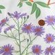 �����ϡۥ���ӥåɥ��󥺡��ƥ��������롿ARVIDSSONS TEXTIL hostaster �ۥ��ȥ���������