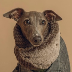 商品ラインナップ | イタグレ服のLunetta