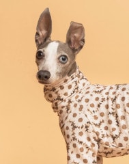 Rushguard Rompers (24SS)