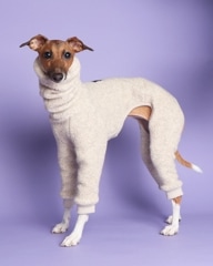 商品ラインナップ | イタグレ服のLunetta