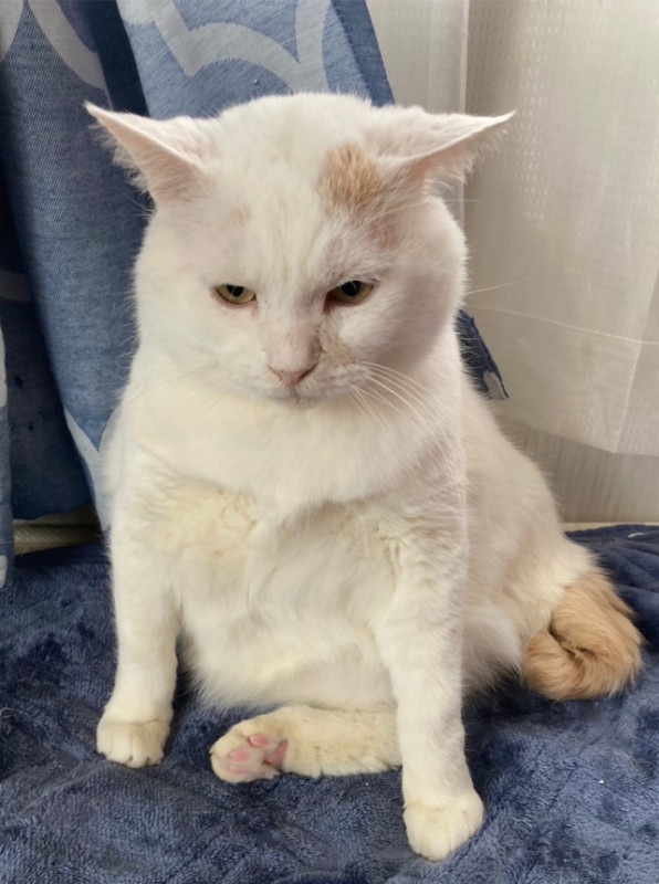 ����3301-03 �����ƥ����ȡ��ȥХå�