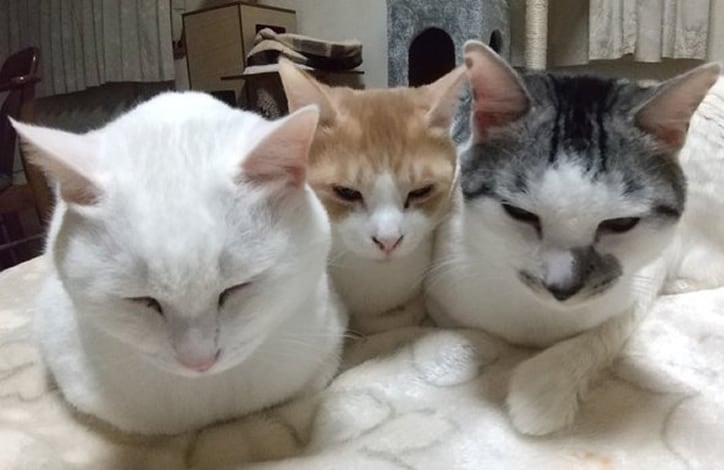 ����3301-05 �����ƥ����ȡ��ȥХå�