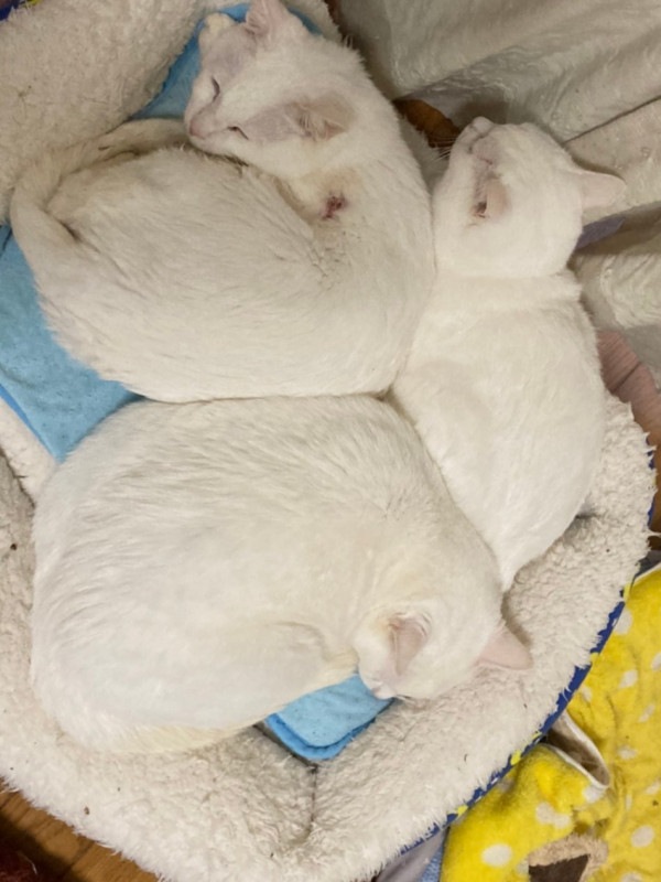 ����3301-07 �����ƥ����ȡ��ȥХå�