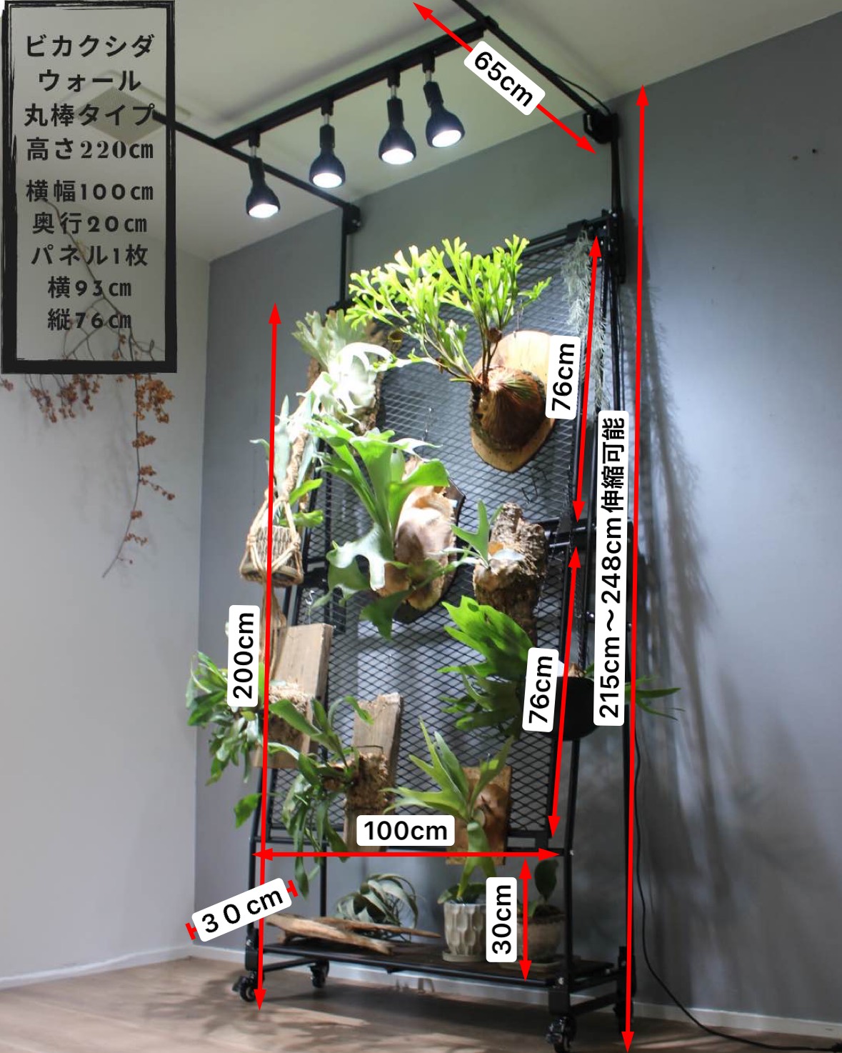 ビカクシダ 壁掛け用 植物 P.Pakor