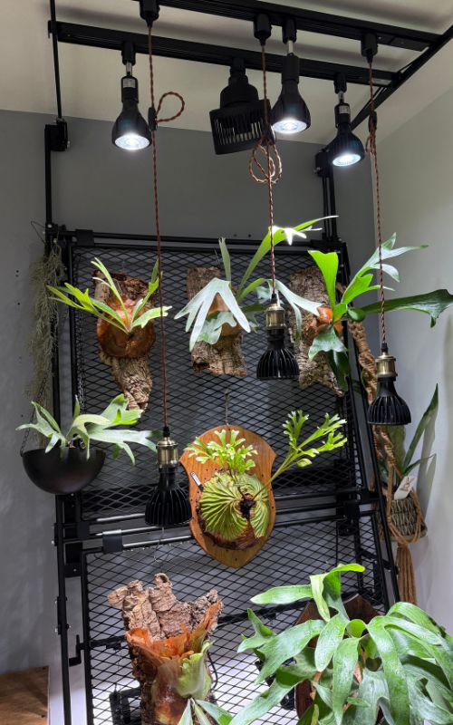 ビカクシダワルシー　2株コウモリラン　観葉植物　吊り下げコルク棒つき ビカクシダウォール高さ220㎝丸棒タイプ こうもり蘭 | ビカク