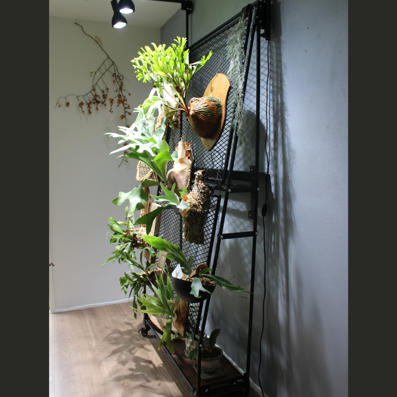 ビカクシダワルシー　2株コウモリラン　観葉植物　吊り下げコルク棒つき 楽天市場】【現品】コウモリラン/ビカクシダ・ワイルドビーチ 山