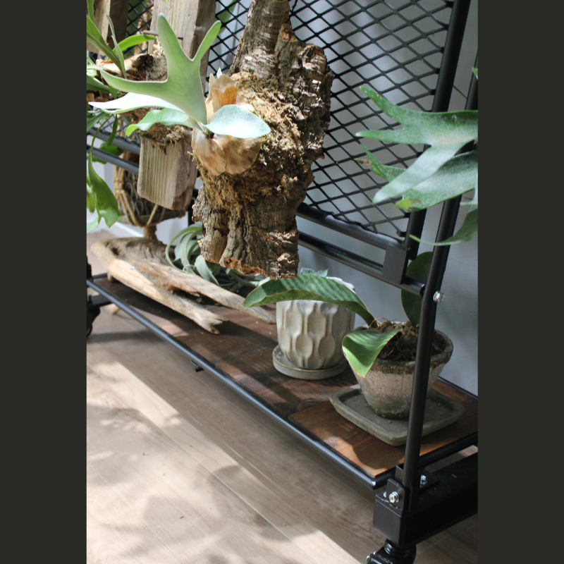 ビカクシダウォール高さ220㎝丸棒タイプ こうもり蘭 | ビカク