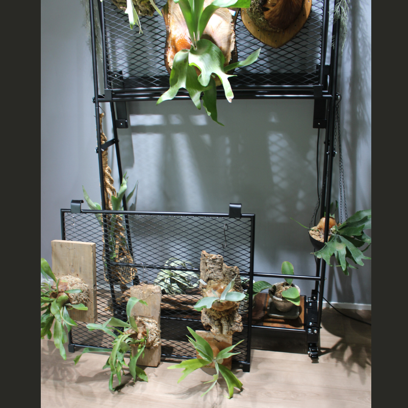 ビカクシダワルシー　2株コウモリラン　観葉植物　吊り下げコルク棒つき ビカクシダウォール高さ220㎝丸棒タイプ こうもり蘭 | ビカク