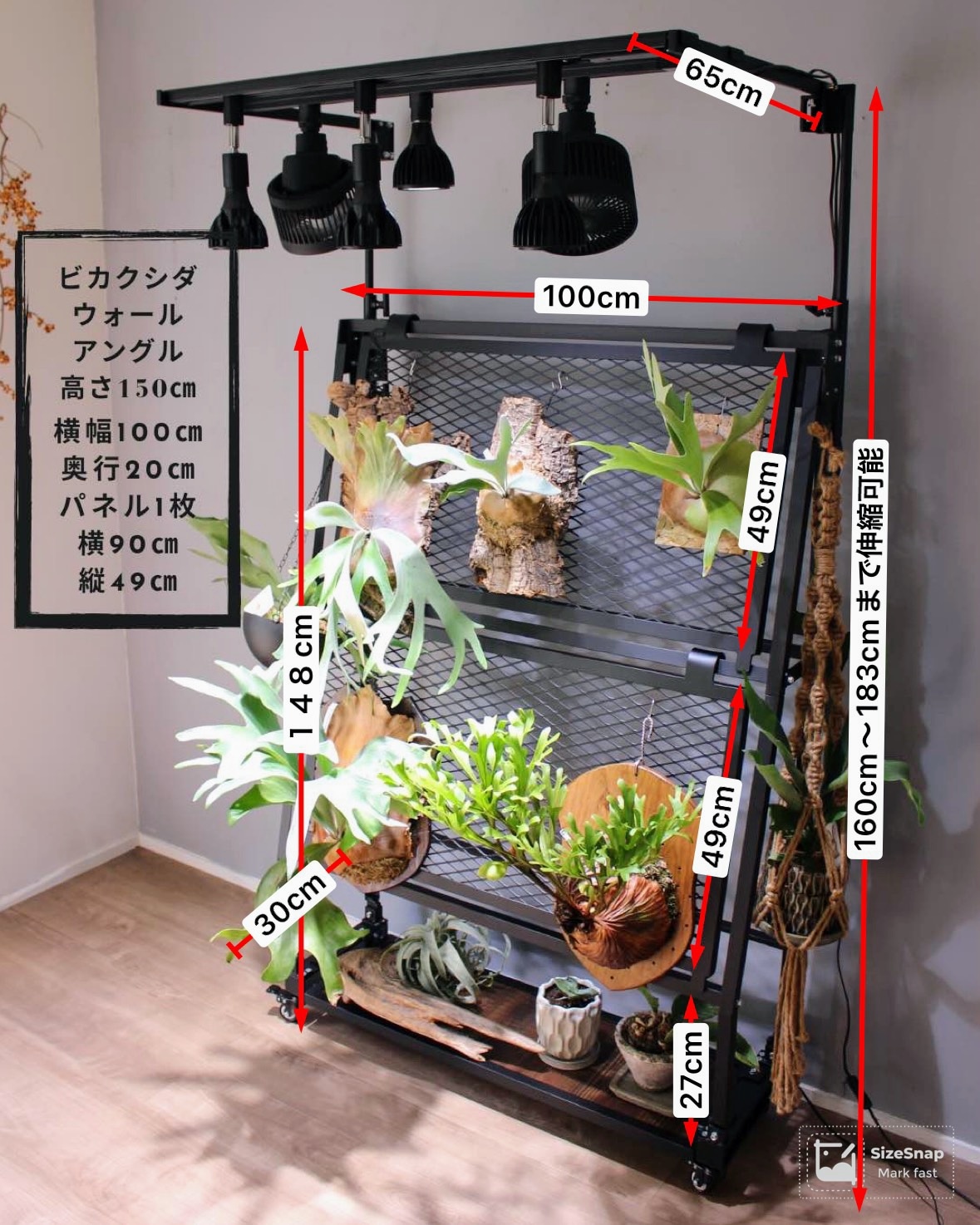 ビカクシダウォール高さ150㎝ Lアングルタイプ こうもり蘭 | ビカク