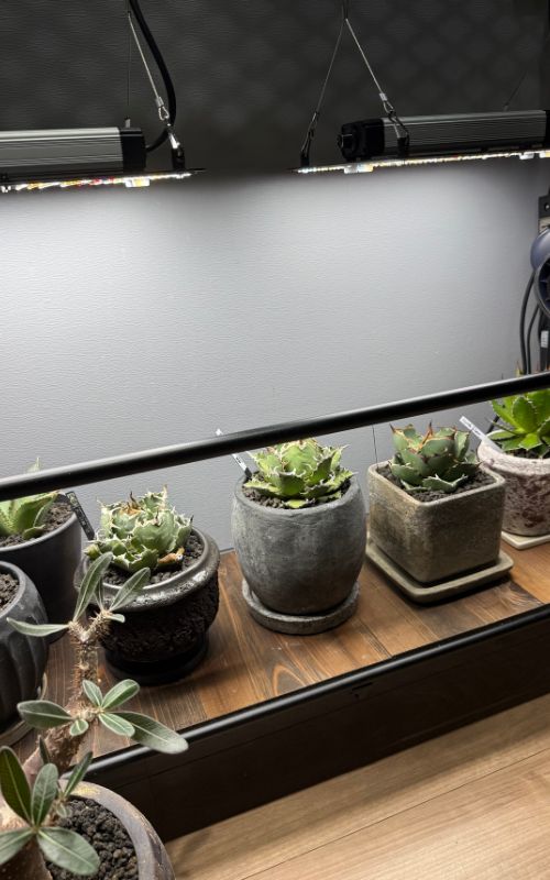 ビカクシダ問い合わせ用 2025.11/12〜】板付ビカクシダ P. FSQ 'White Windmill' （