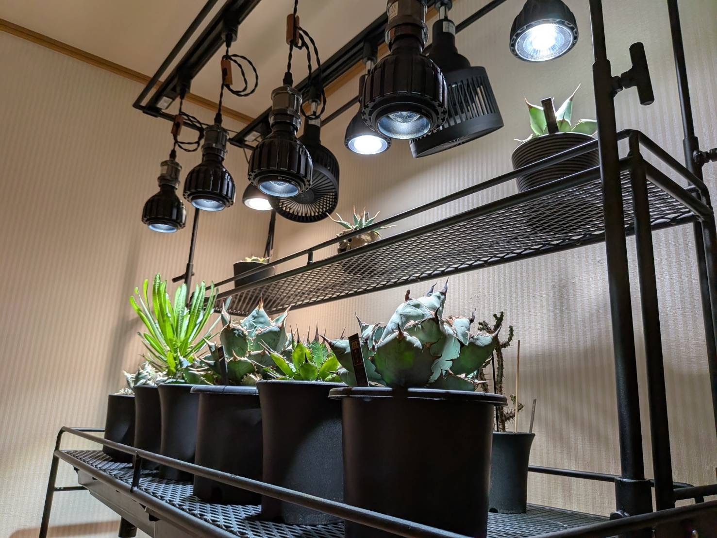 全段水受けトレー付き植物棚 ライティングレール ボタニカル