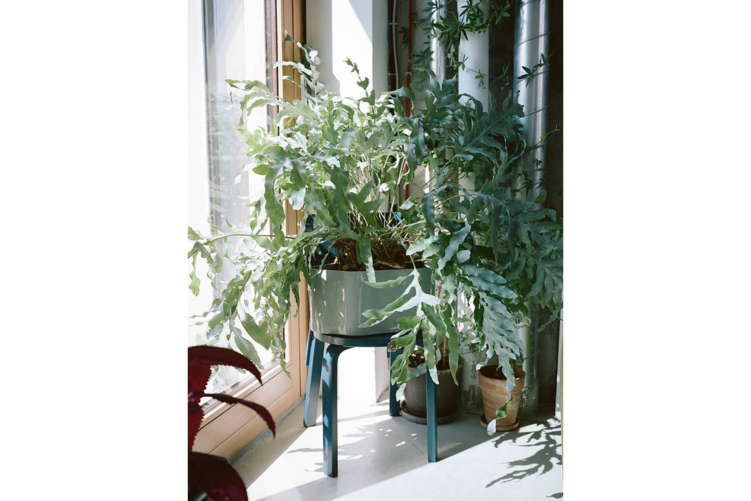 リーヒティエ プラント ポットの通販 | 家具・インテリア通販 MAARKET