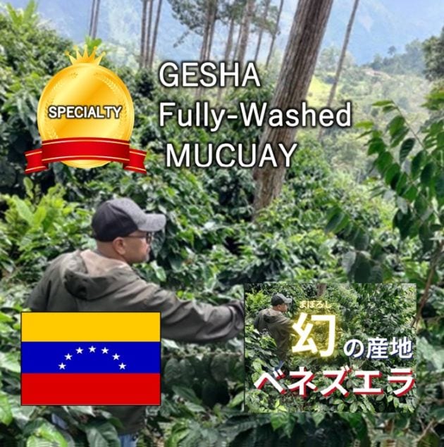 6/9～ ベネズエラ・ムクカイ農園ゲイシャ Fully Washed (24/25