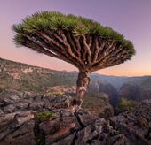 󡦥Хˡޥ롦ե롼ġ祳졼 Newcrop   2/2