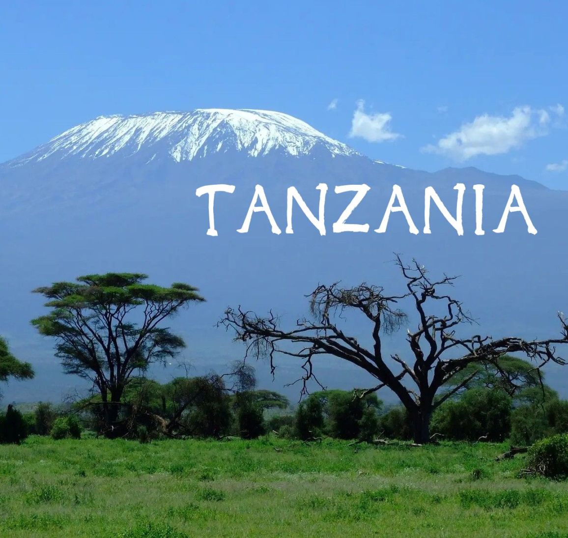 タンザニア・ンゴロンゴロ・アカシアヒルズ・ゲイシャ品種 New crop