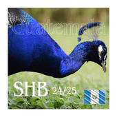 �����ƥޥ� SHB Newcrop��24/25�ˡ��ڸ��������