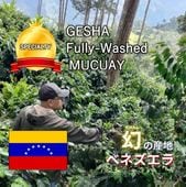 5/11�����٥ͥ����顦�९�������ॲ������ Fully Washed (24/25)