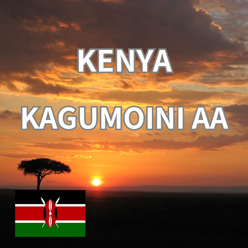 ���˥������󥬡������⥤�� AA��Fully Washed��24/25)����