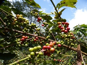 ���˥������󥬡������⥤�� AA��Fully Washed��24/25)����