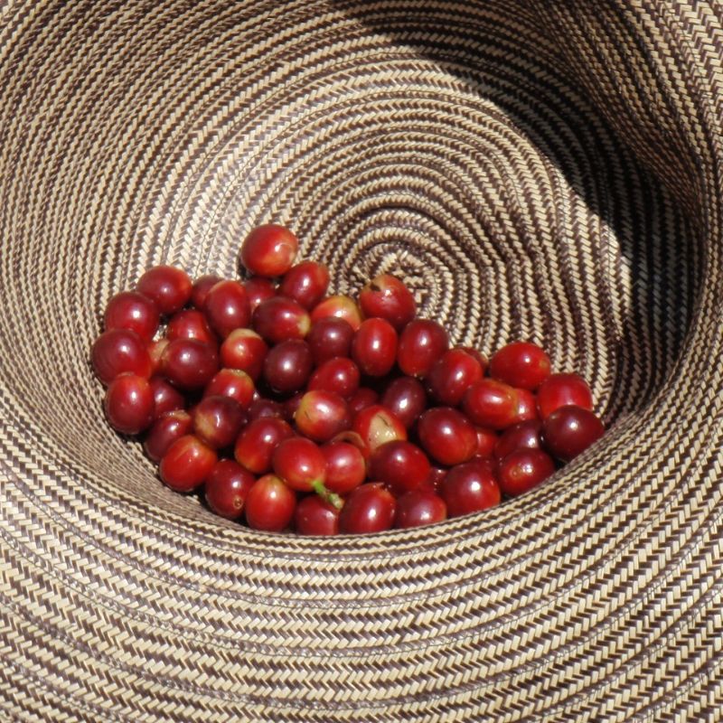 ������ӥ������塼���������꡼������ե塼������ˡ  24/25���ڥޥɥ���������