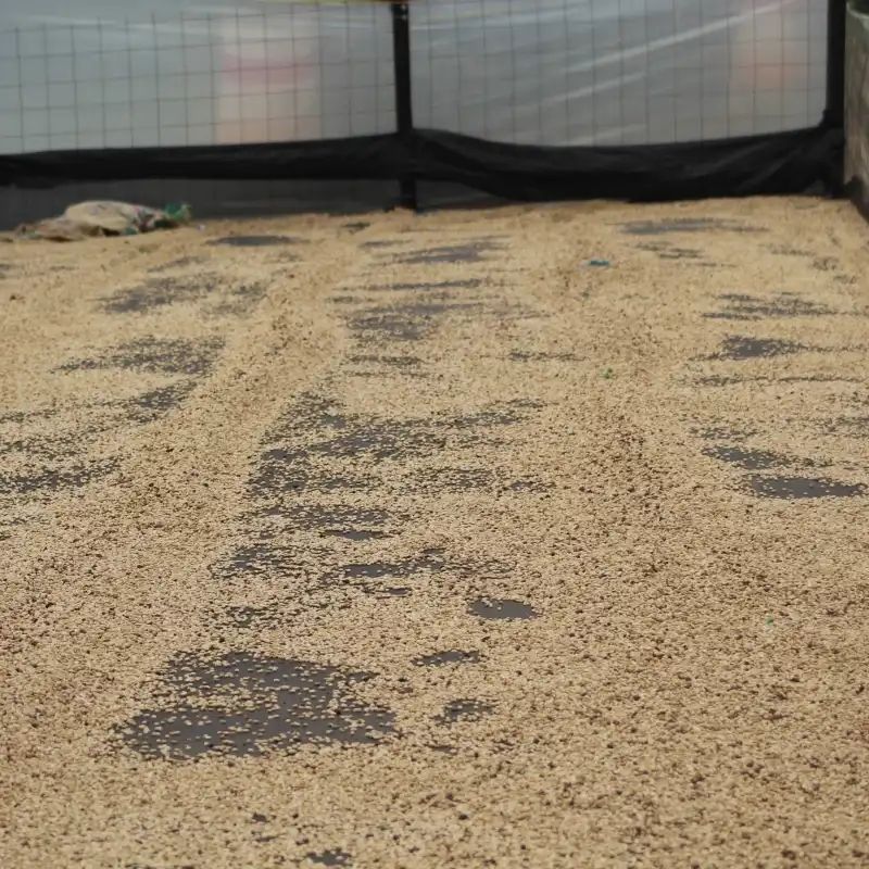 ������ӥ������塼���������꡼������ե塼������ˡ  24/25���ڥޥɥ���������