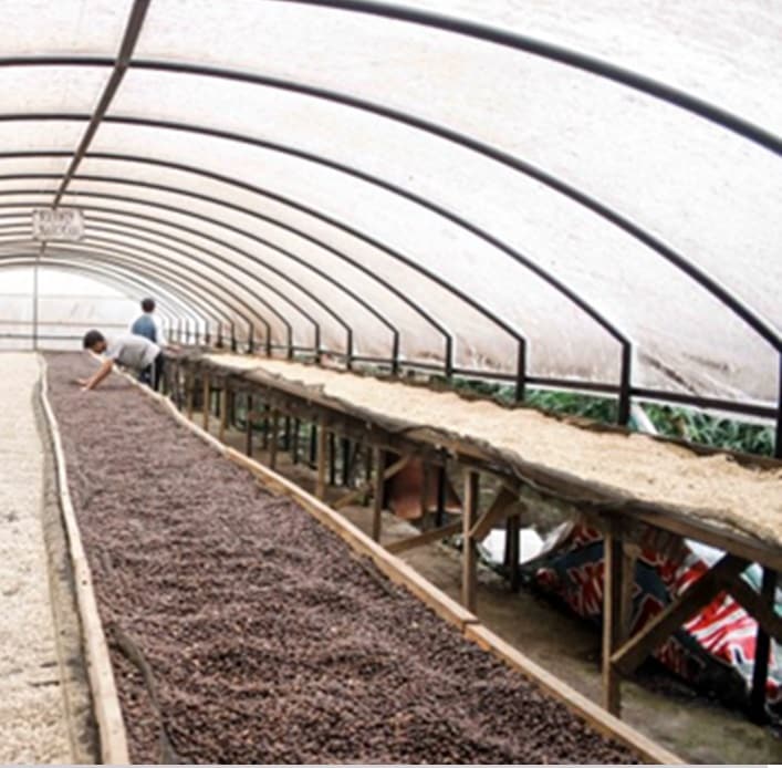 8/1～ インドネシア マンデリンG1 24/25|マドゥーラ公式通販